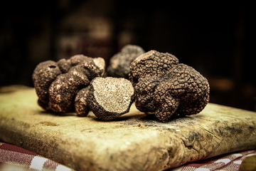 Histoire de la truffe, or noir du Périgord