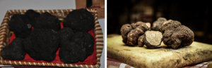 truffe-du-perigord