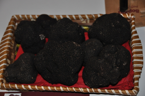 truffes périgord2