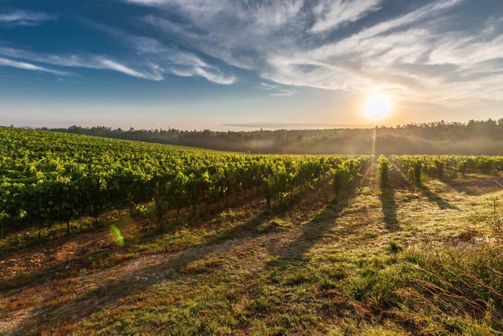Vignoble luxuriant au lever du soleil, avec brume légère, longues ombres des vignes, et ciel bleu zébré de nuages.